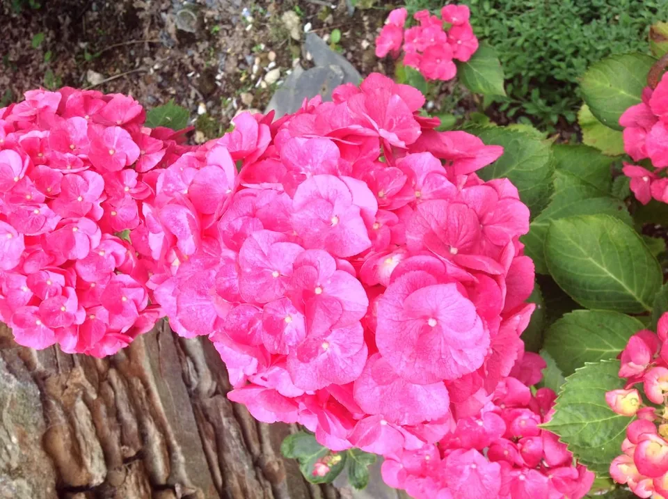 Les Hortensias du Haut Bois Royal hortensia fleurs rondes godet