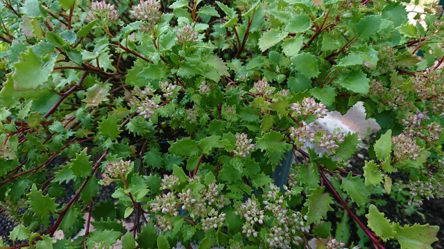 Passion Vivaces SEDUM populifolium orpin pot 1 litre parfumé