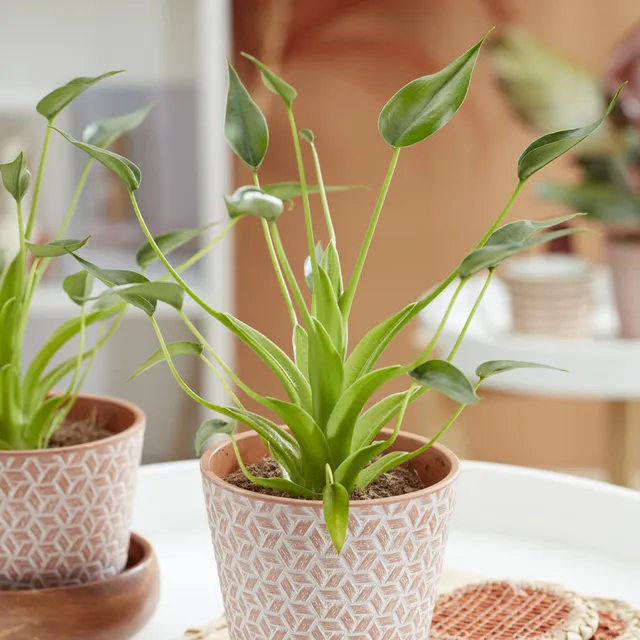Bakker Alocasia Tiny Dancer plante intérieur pot 12cm