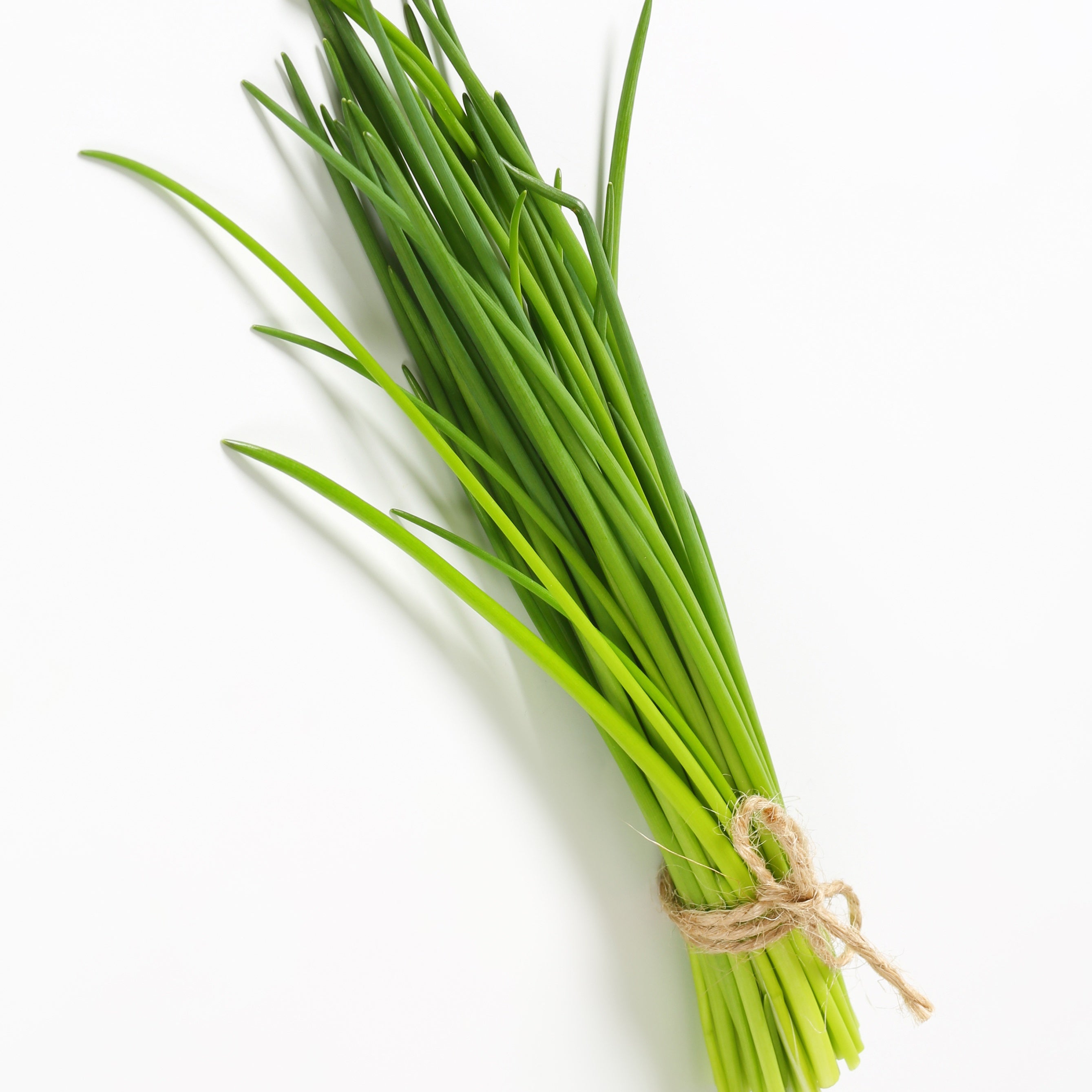 Bakker Collection 4 aromatiques pots Ø 13cm basilic thym
