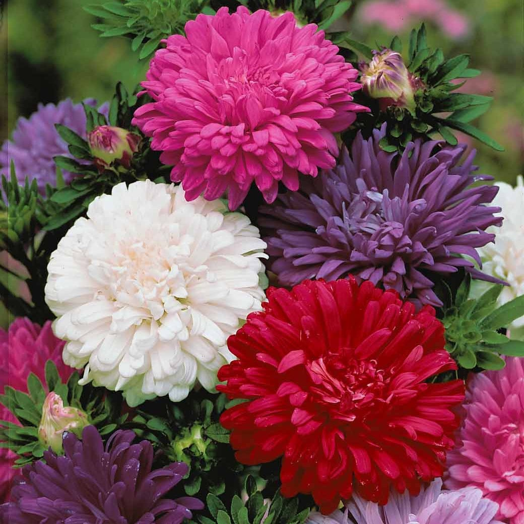 Bakker Reine-marguerite chrysanthème fleur sachet 1 g 450 graines