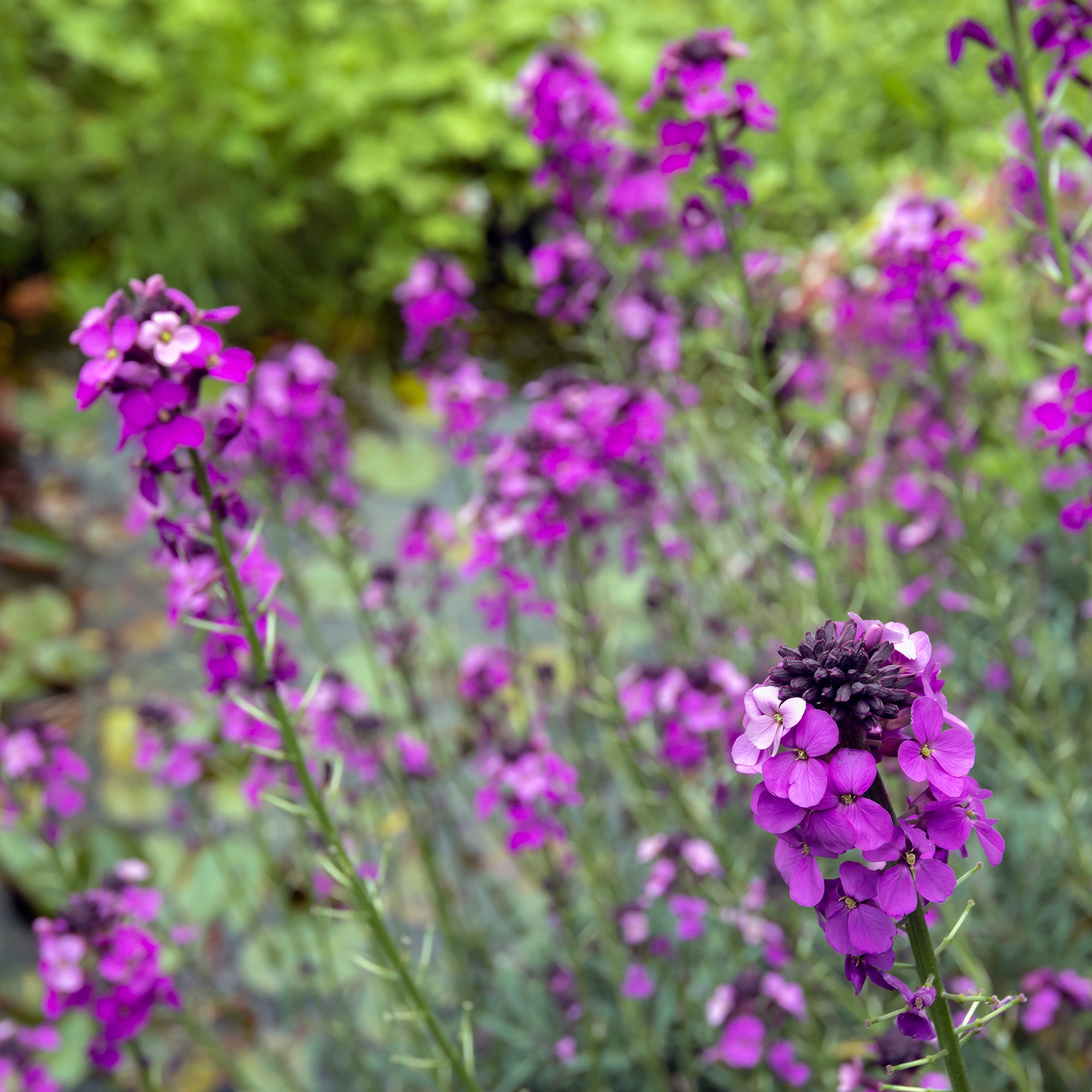 Bakker Giroflée Bowles Mauve vivace pot Ø9cm fleurs roses