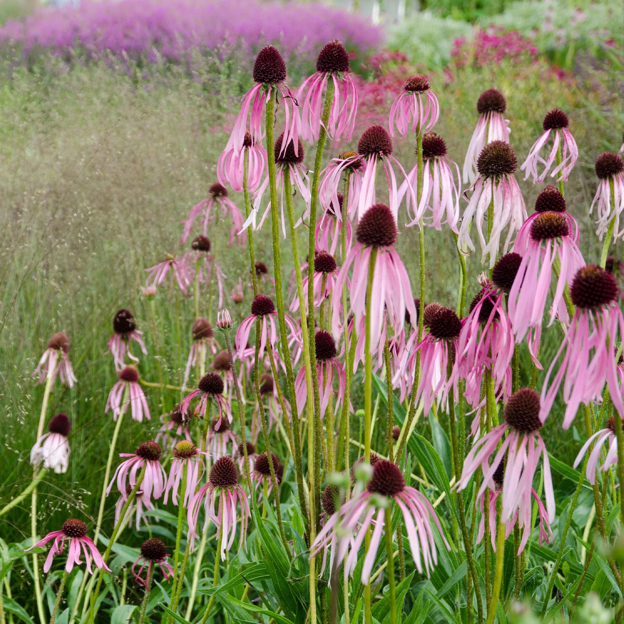 Bakker 5 Vivaces massif ensoleillé plante jardin 5 pots Ø9cm