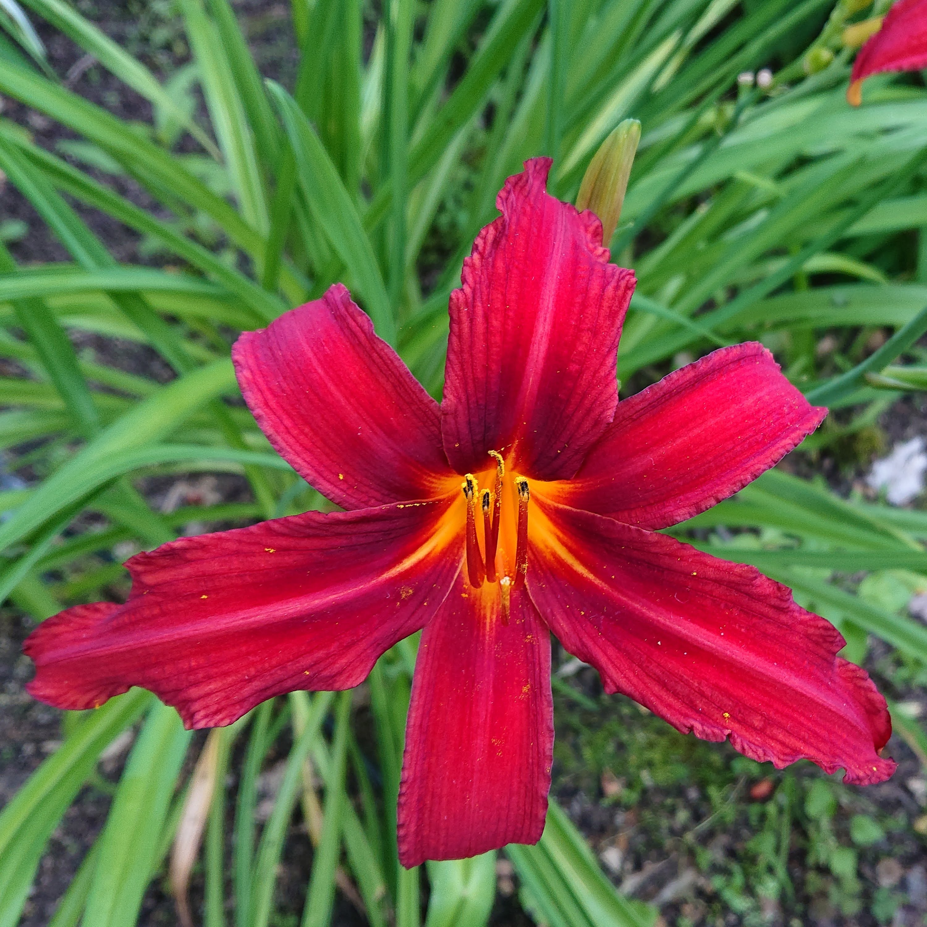 Passion Vivaces Hemerocallis Crimson Pirate hémérocalle 1 L rouge