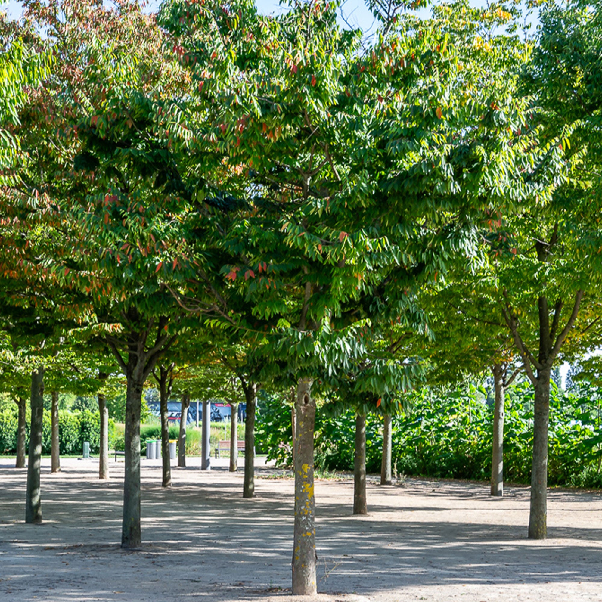 Bakker Arbustes Orme de Sibérie Zelkova serrata pot 2L 100-125cm