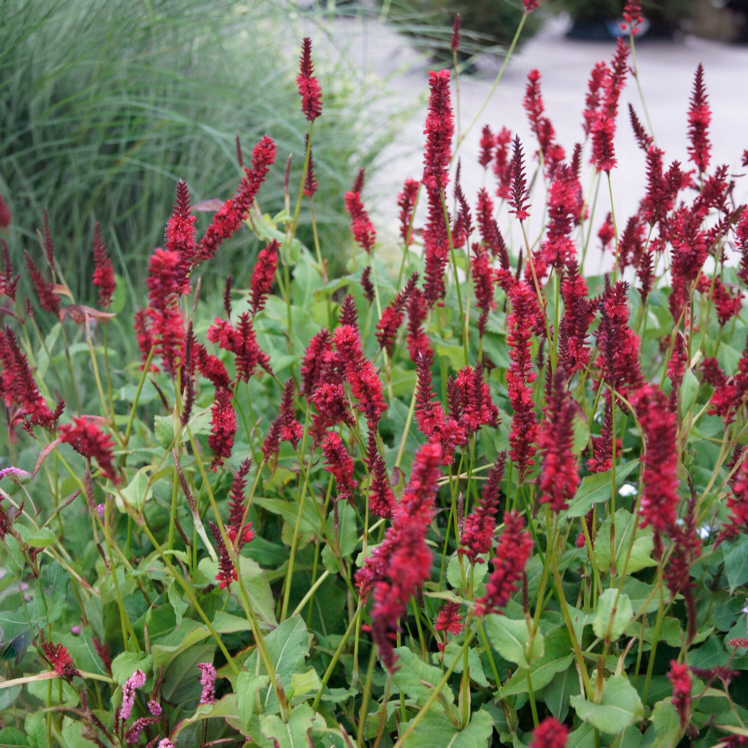 Bakker Renouée Blackfield plante vivace pot 9cm fleur rouge