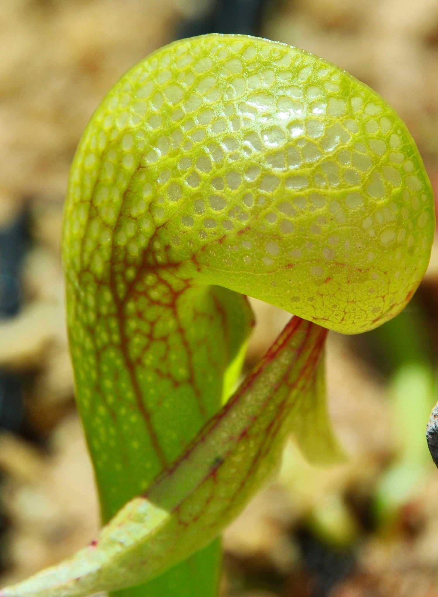 Carniflore Darlingtonia californica plante cobra jeune plant pot 9