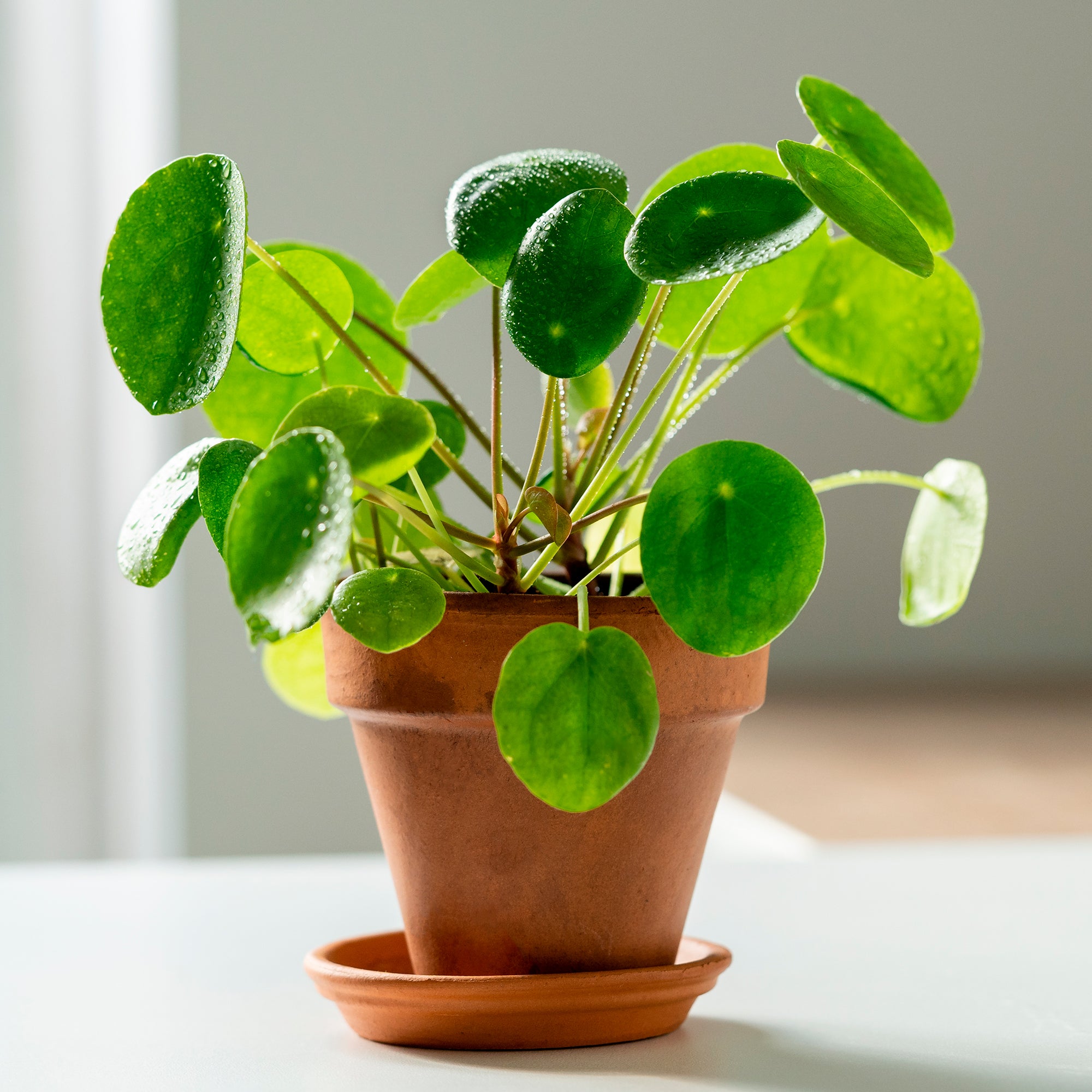 Bakker Pilea Peperomioides plante verte pot 12cm ronde