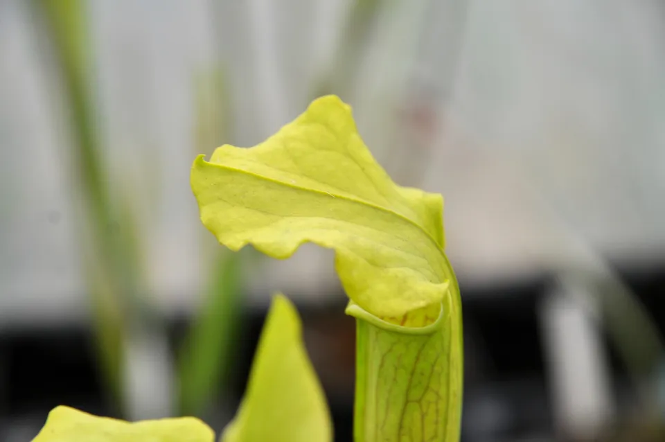 Carniflore Sarracenia alata Wavy Lid plante carnivore 65 cm adulte
