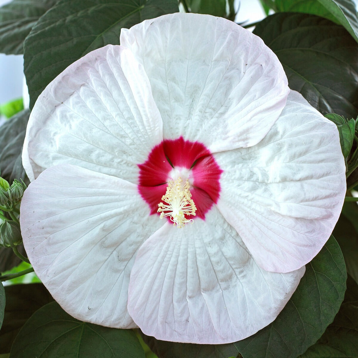 Bakker Luna White hibiscus des marais pot 10cm fleur blanche