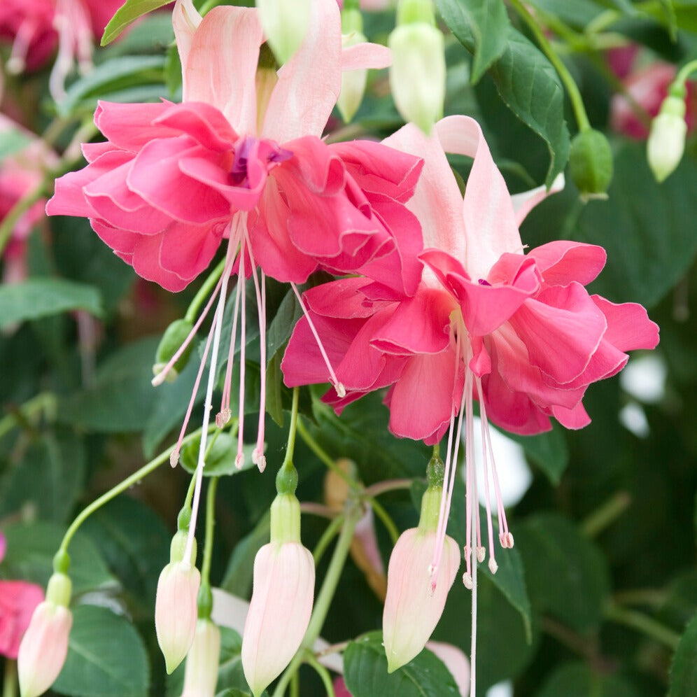 Bakker Bella Rosella fuchsia fleurs géantes 3 pots rose cascade