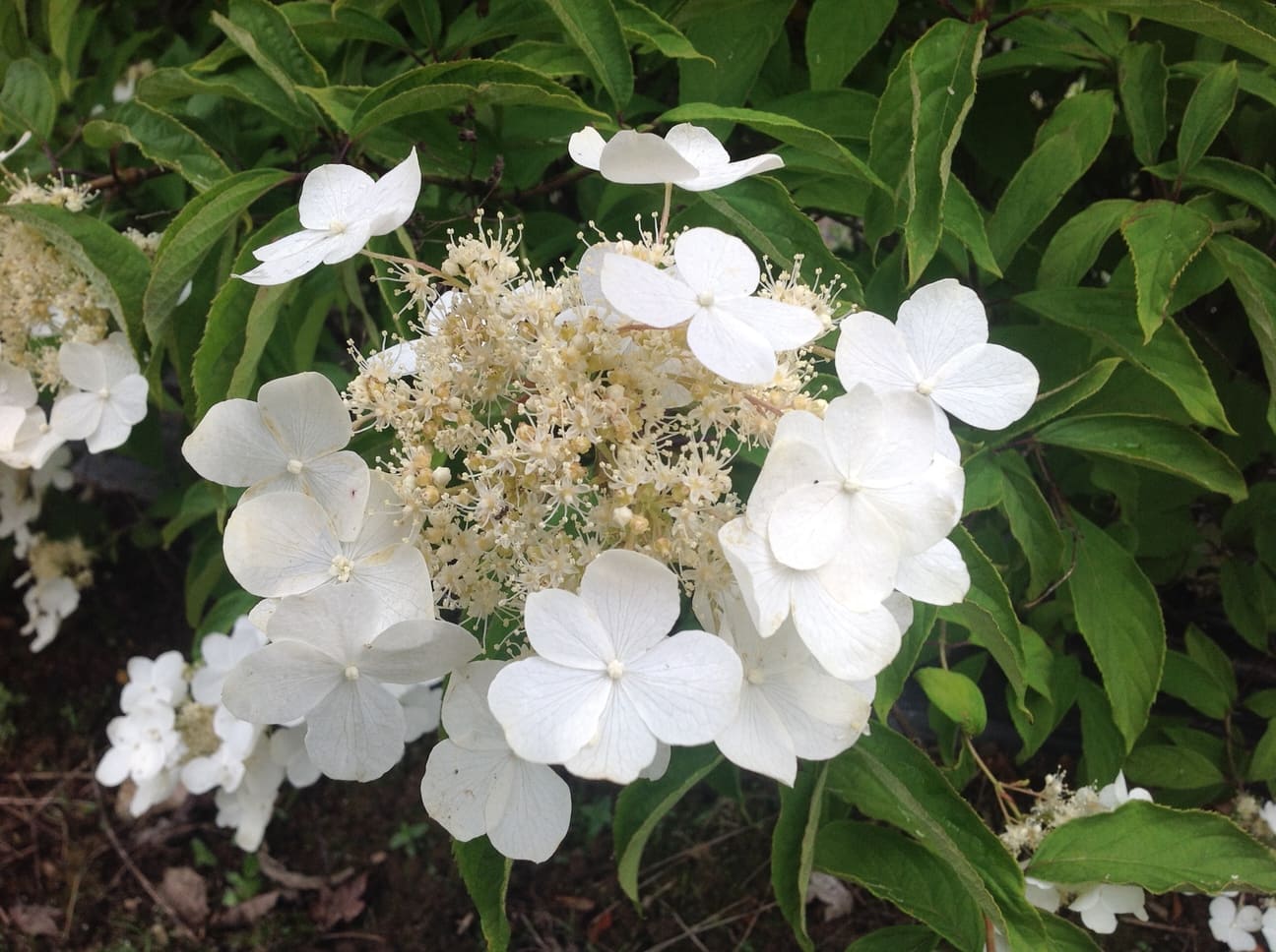Les Hortensias du Haut Bois Bretschneideri Hydrangea heteromalla hortensia