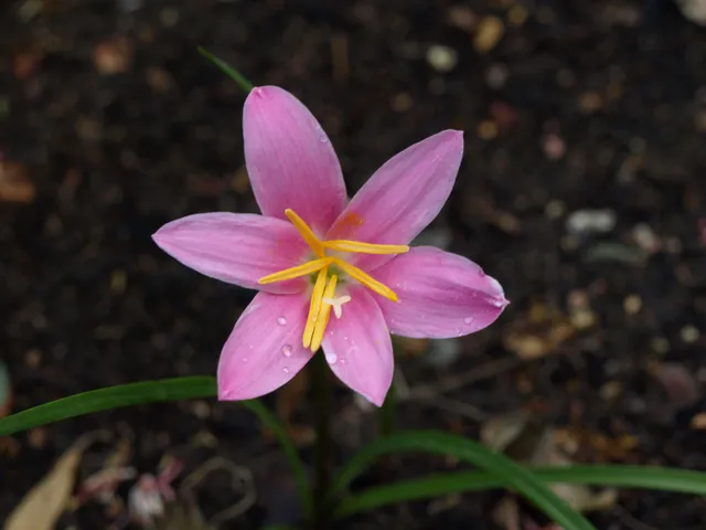 Zephyranthes rosea bulbeuse rose godet bordure rocaille