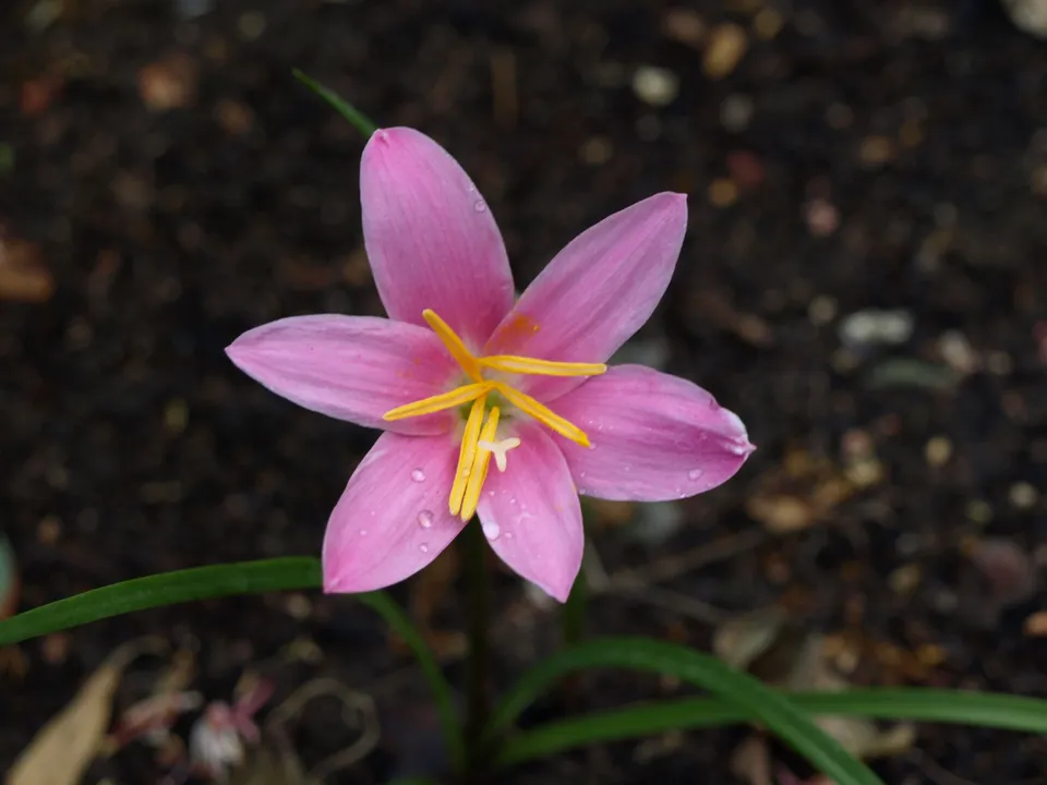 Zephyranthes rosea bulbeuse rose godet bordure rocaille