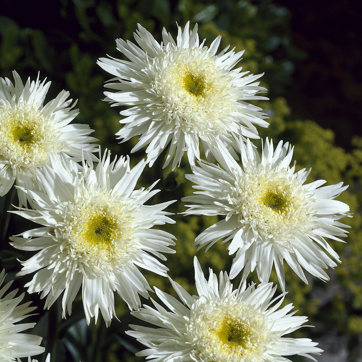 Bakker Marguerite Wirral Supreme vivace pot Ø9cm blanche double été