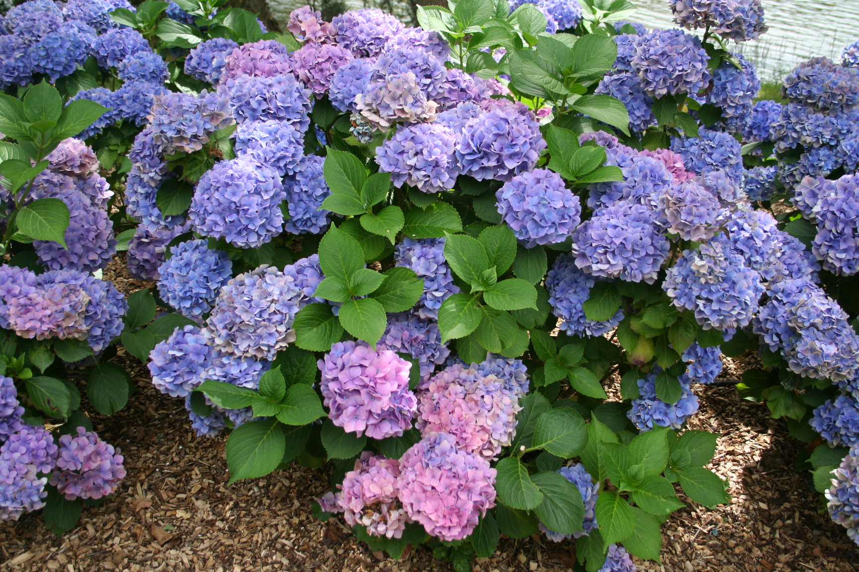 Les Hortensias du Haut Bois Ami Pasquier hortensia rouge fleurs rondes