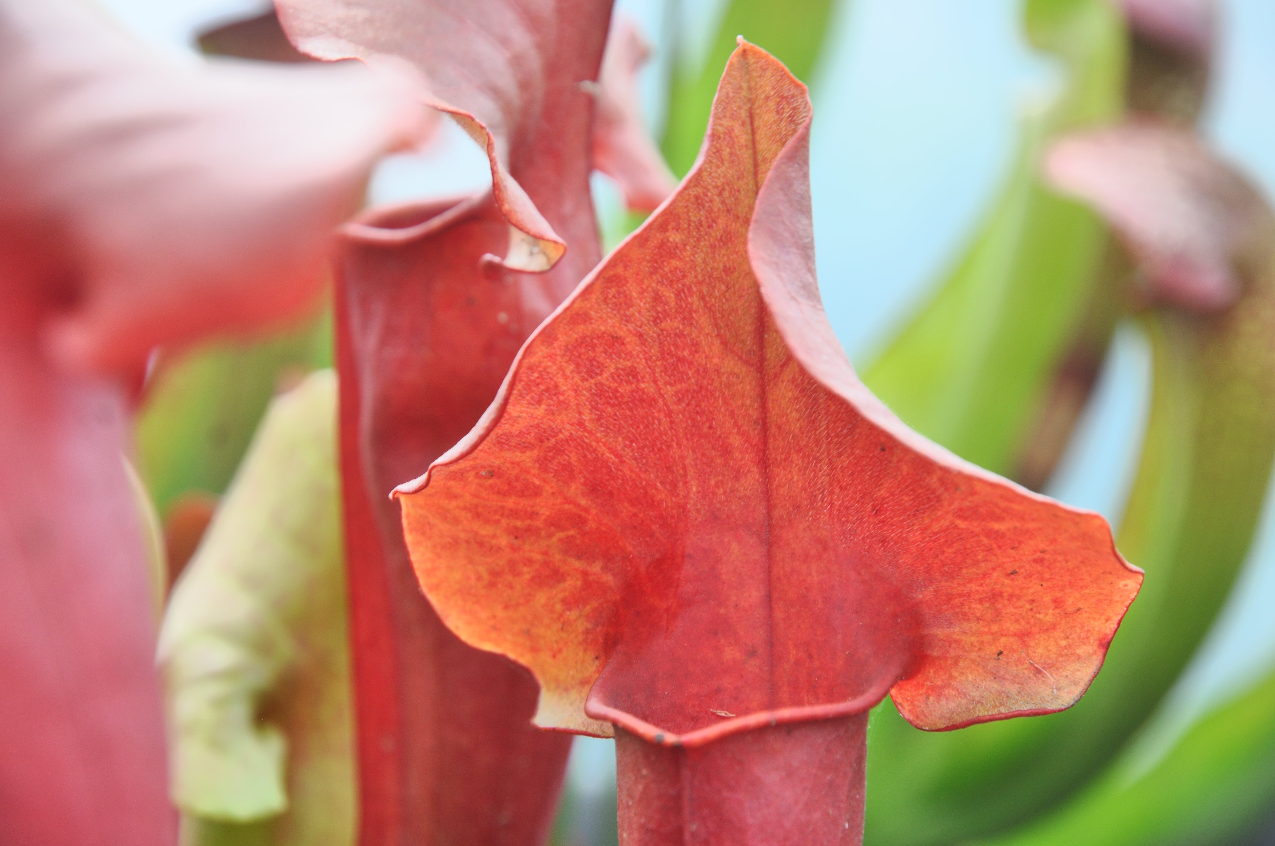 Carniflore Sarracenia x catesbaei inverted veins plante 1 point
