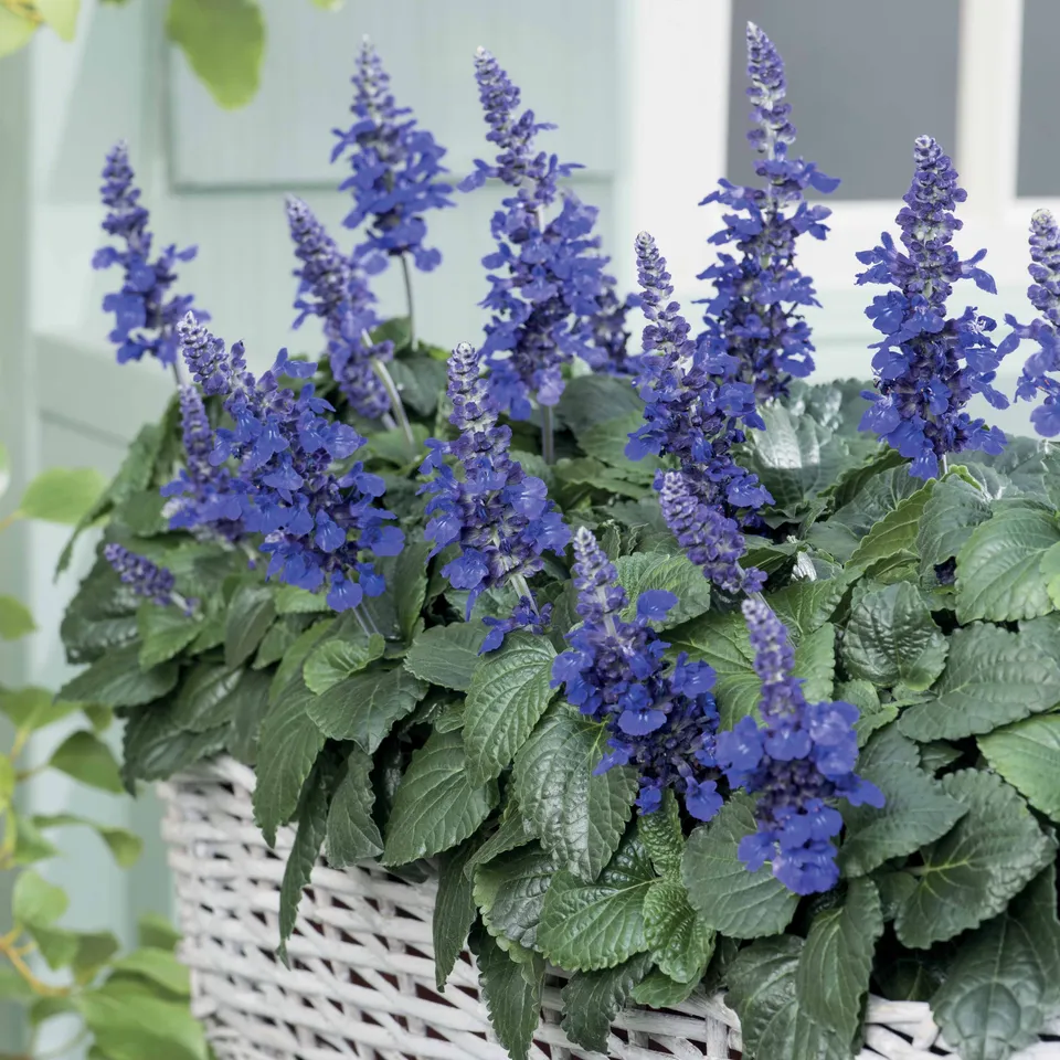Bakker Plantes vivaces Mysty sauge violette 3 pots Ø10,5cm