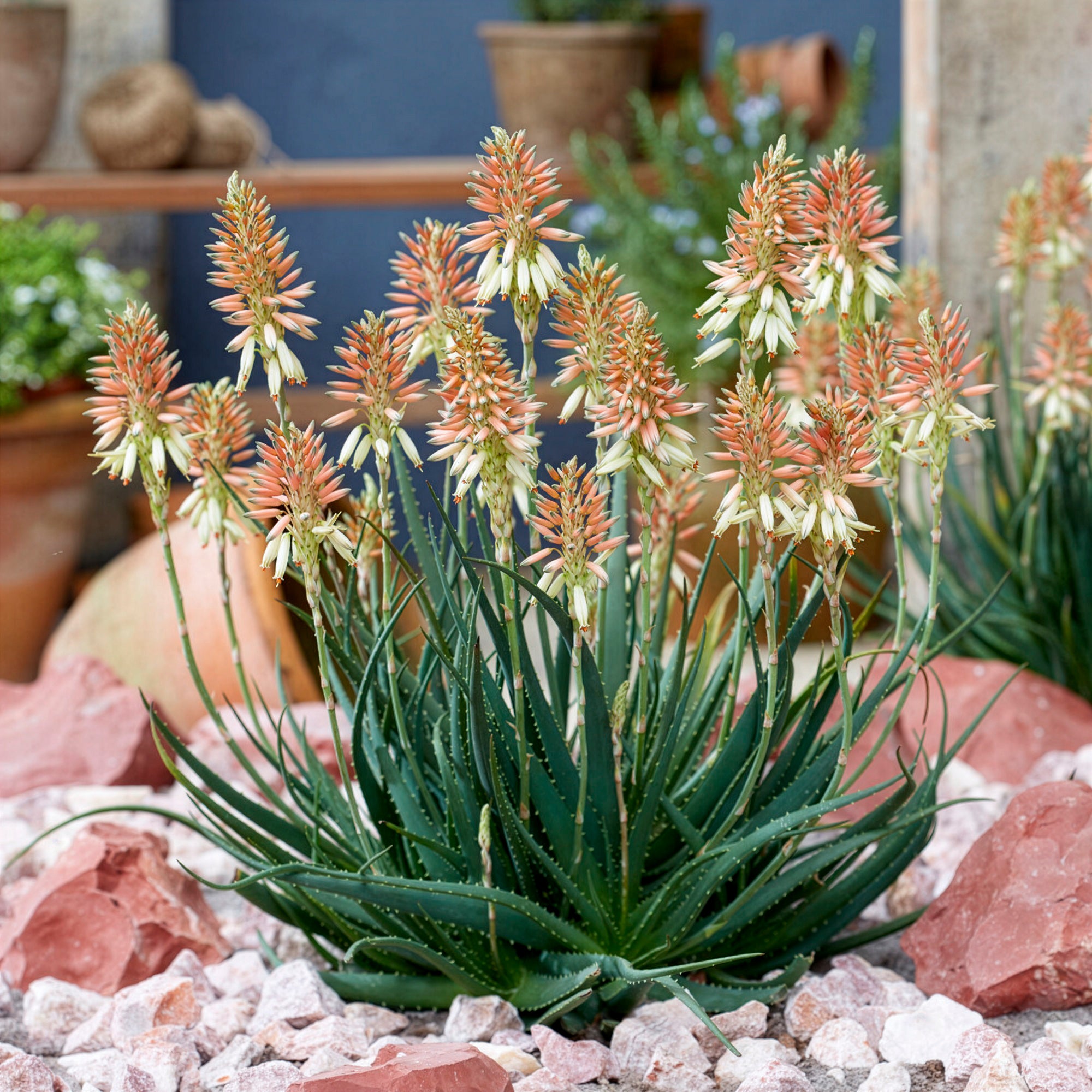 Bakker Aloe Safari Sunrise succulente pot 9cm orange