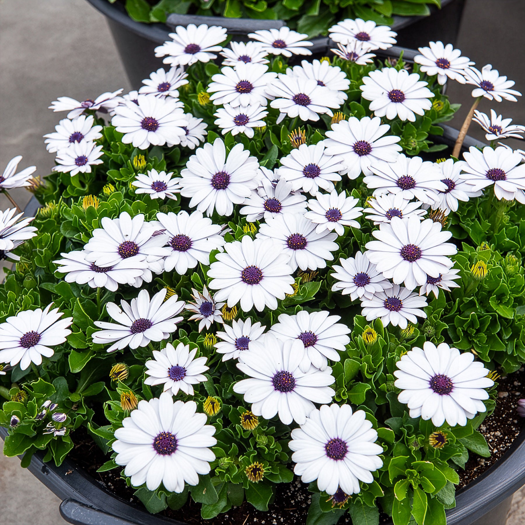 Bakker Terrasse Marguerites du Cap blanches 3 pots fleur blanche