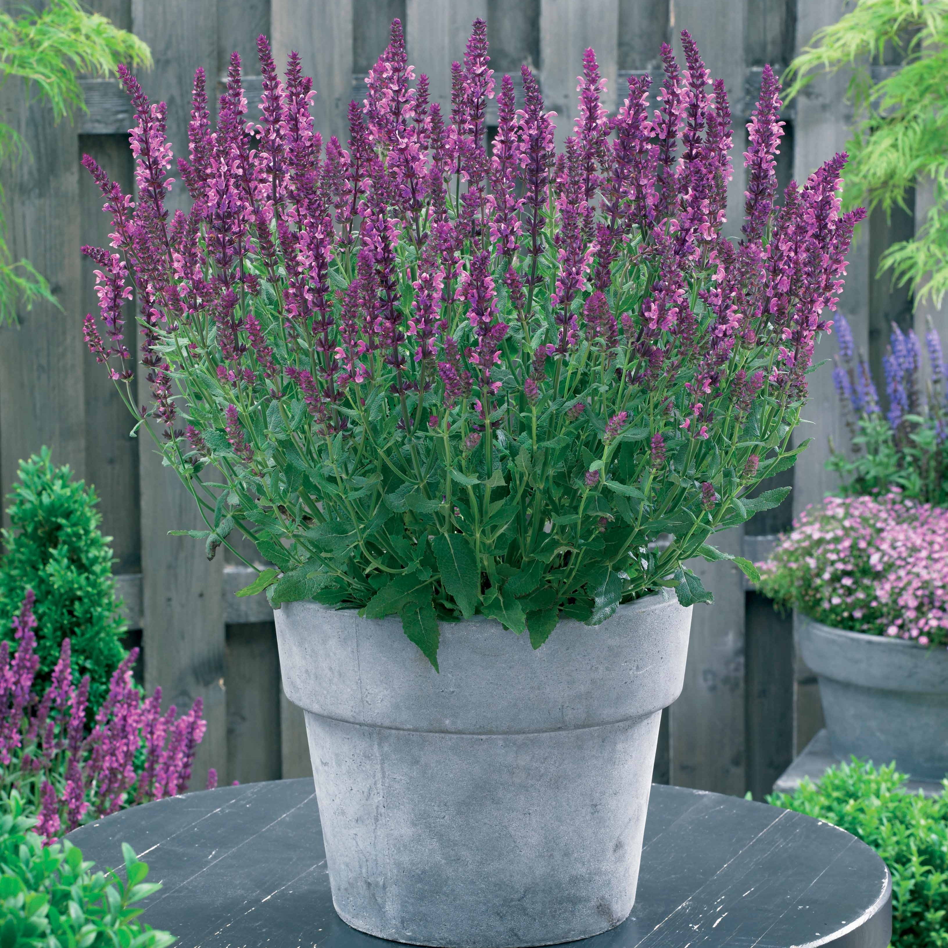 Bakker Plantes vivaces collection jardin coloré vivace 12 racines nues