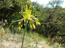 Passion Vivaces Allium flavum Glaucum ail jaune citron gris-bleuté