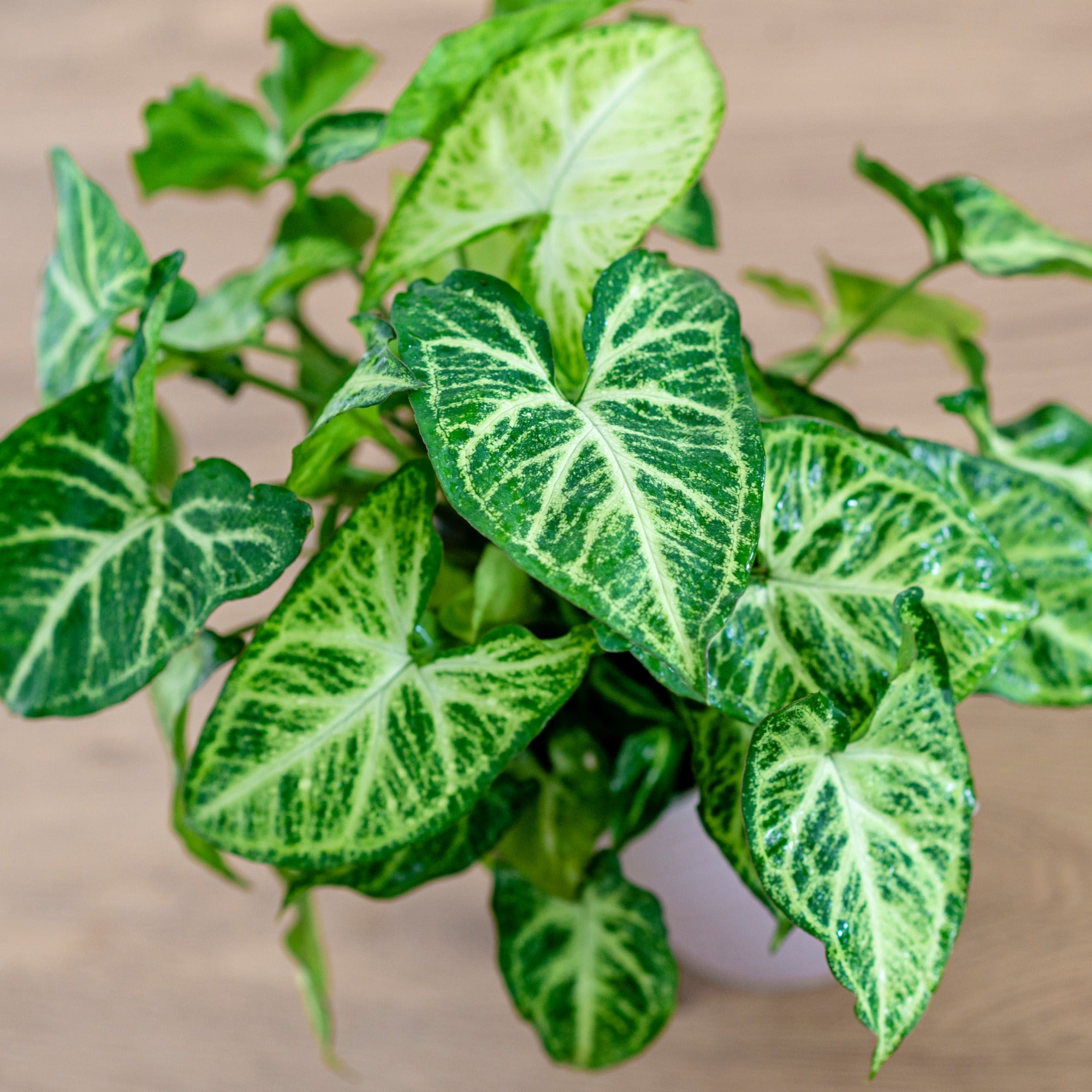 Bakker Syngonium Patte d'oie plante intérieur pot 12cm panaché