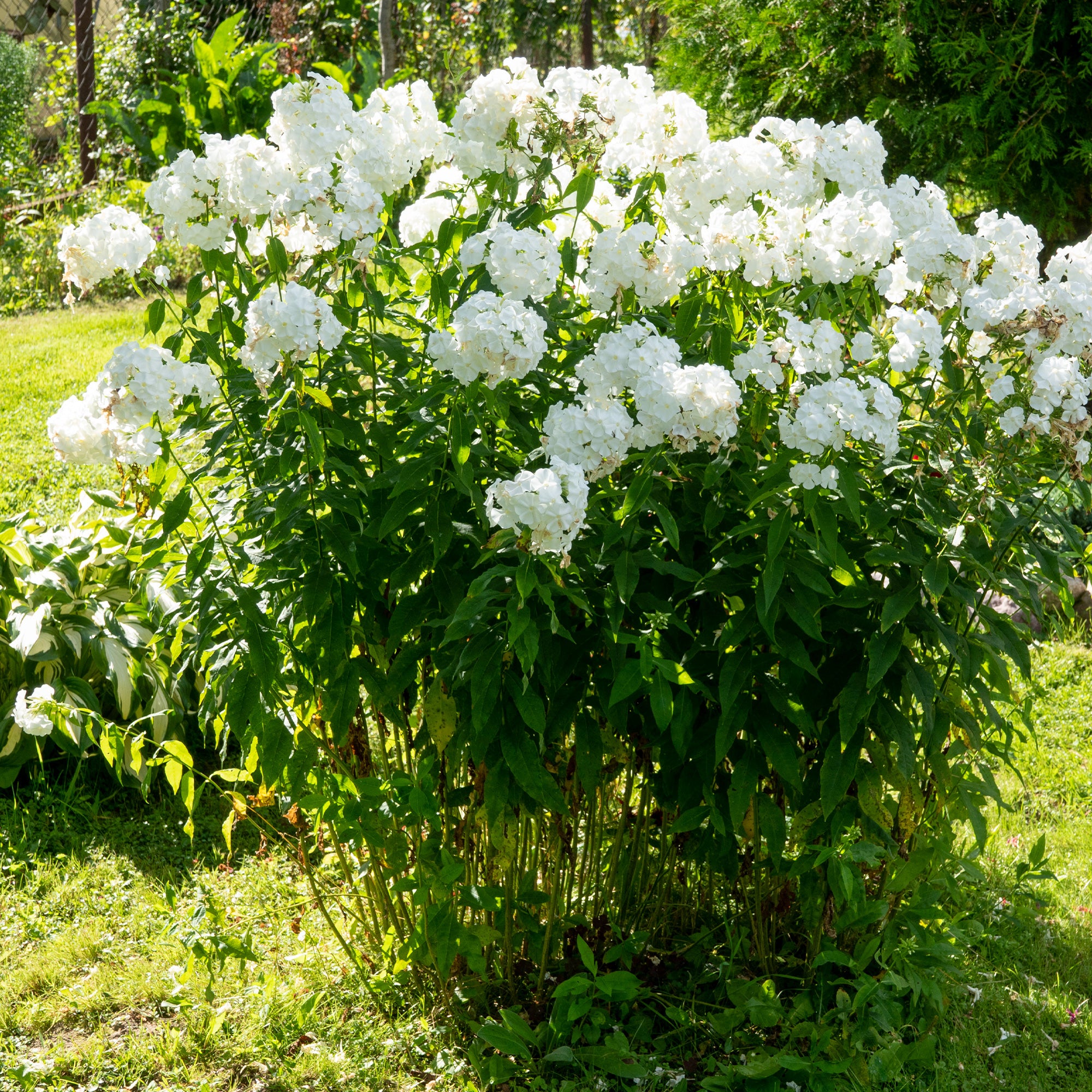 Bakker Phlox White Admiral vivace pot 9cm blanc