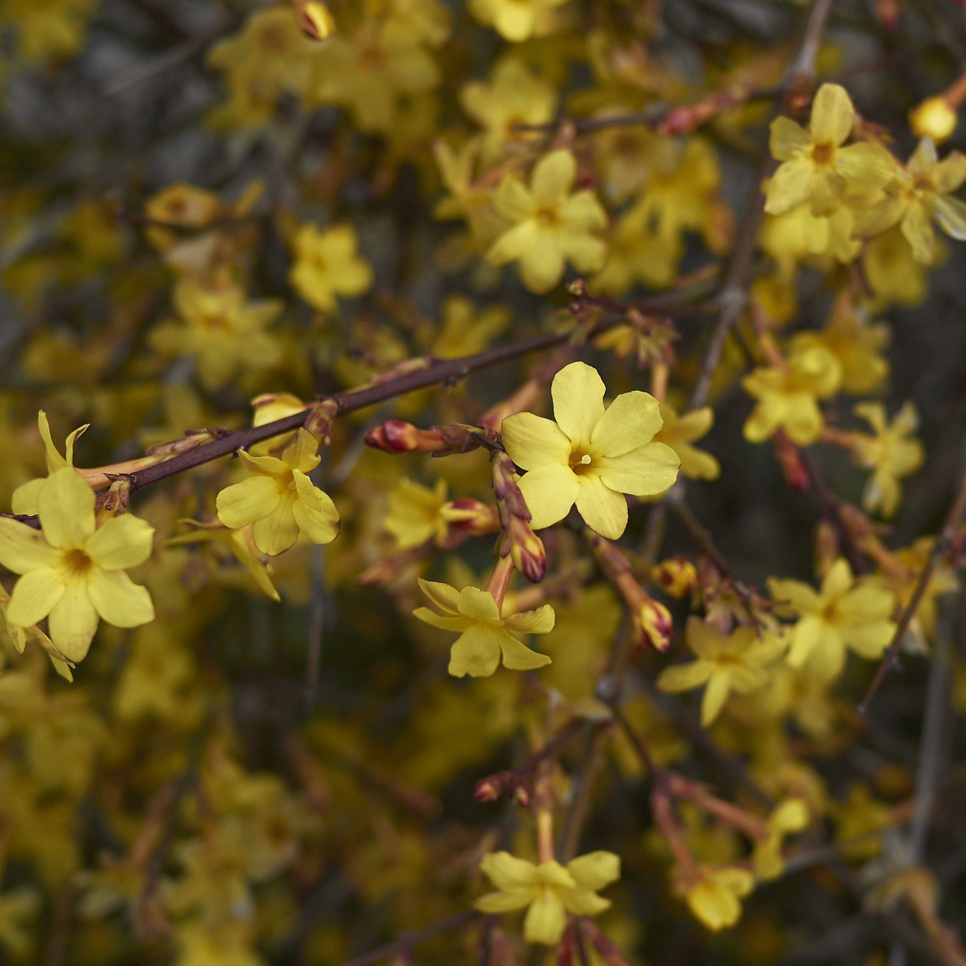 Bakker Jasmin hiver nudiflorum pot 2L 30-40cm