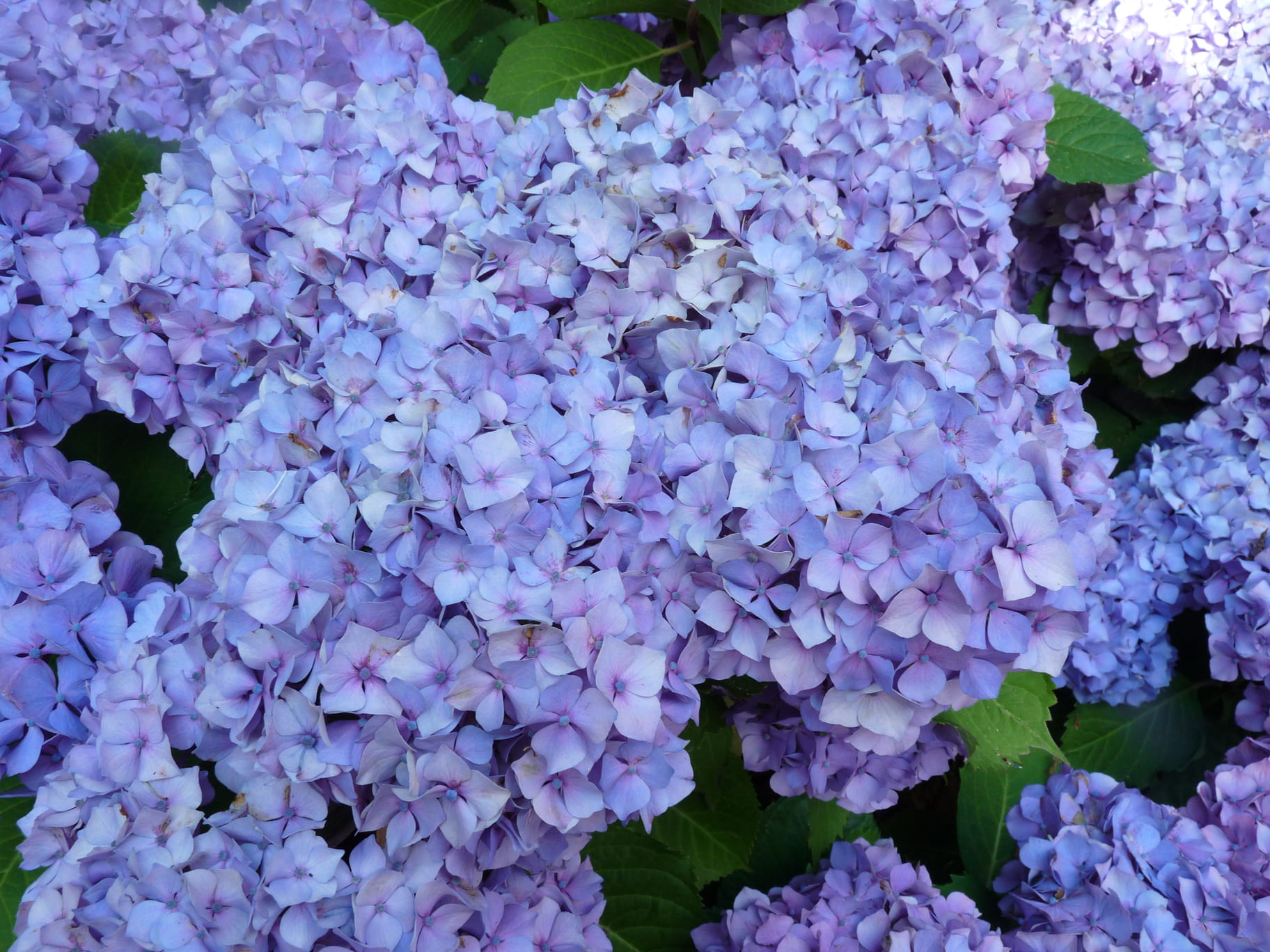 Les Hortensias du Haut Bois Gerda Steiniger hortensia fleurs rondes