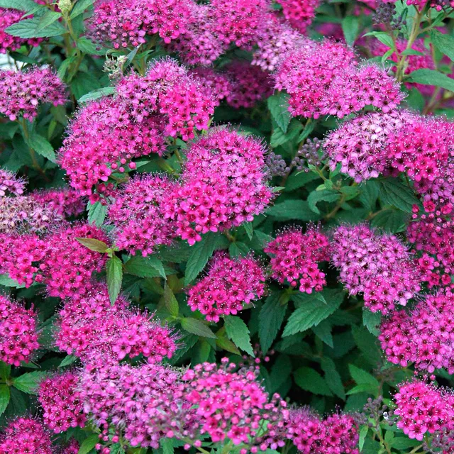 Bakker Spirée Anthony Waterer arbuste pot 3L 30-40 cm fuchsia