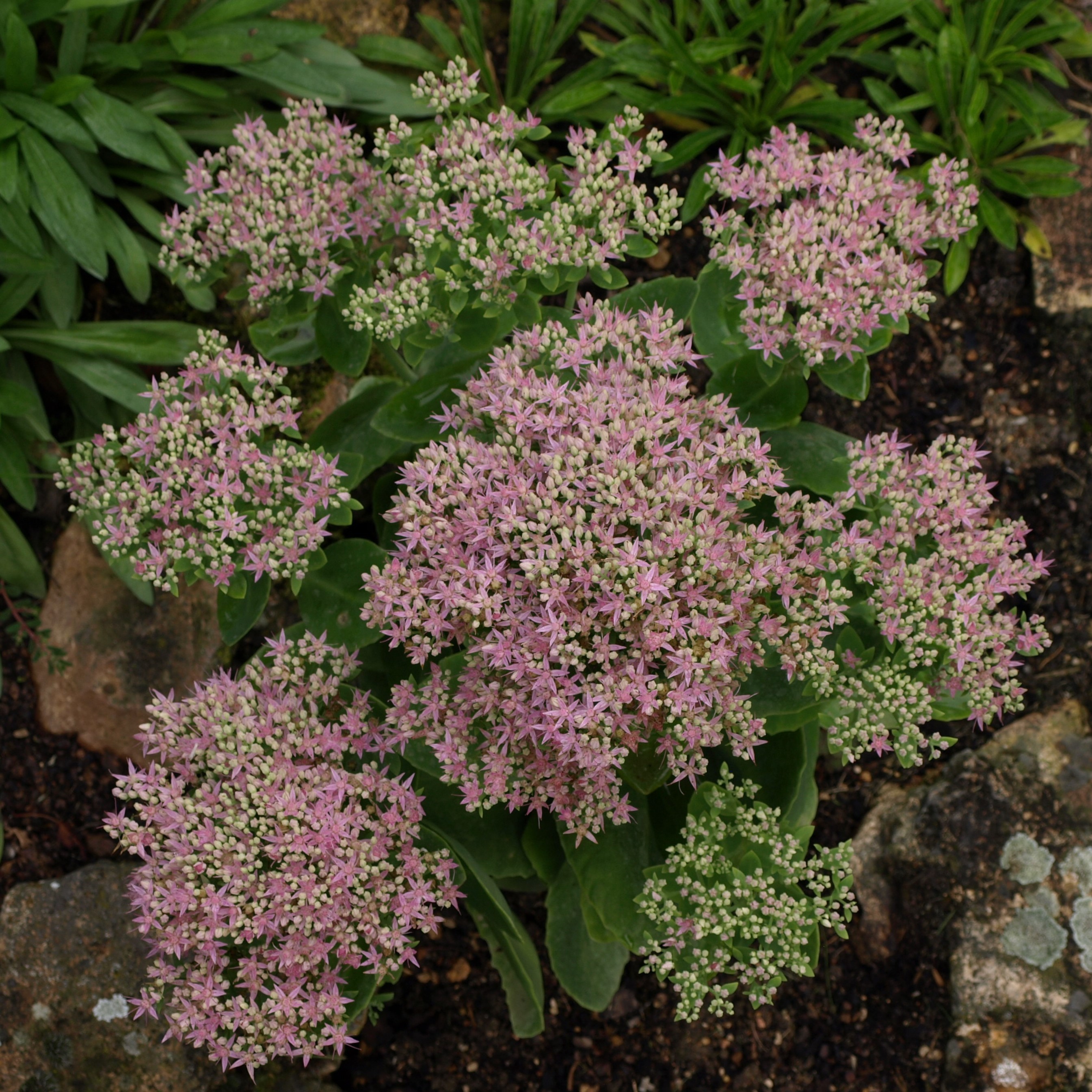Passion Vivaces Sedum Carmen plante pot 1 litre rose