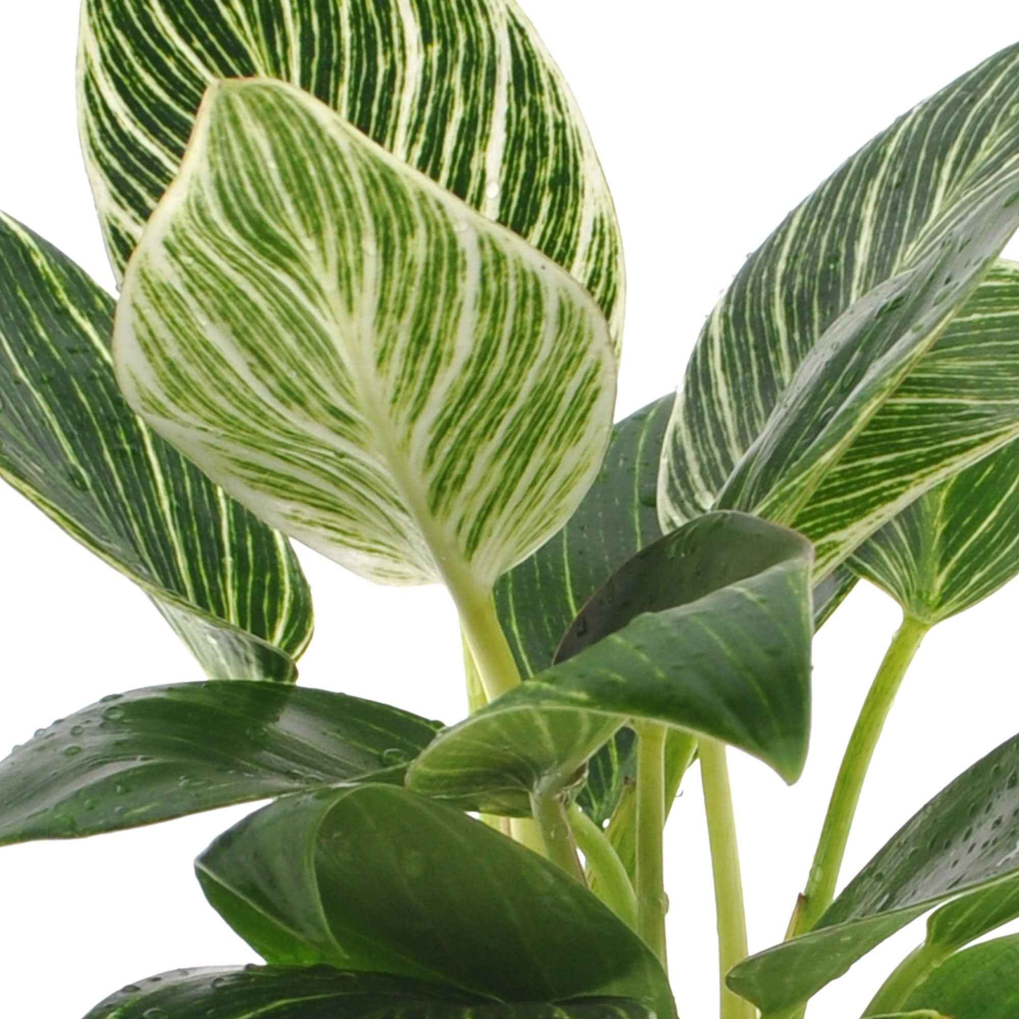 Bakker Philodendron Monstera White Wave verte pot Ø 12 cm