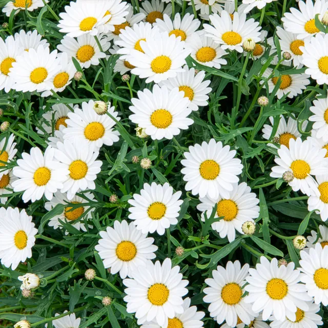 Bakker Marguerite des Canaries plante pot 10,5cm fleurs blanches