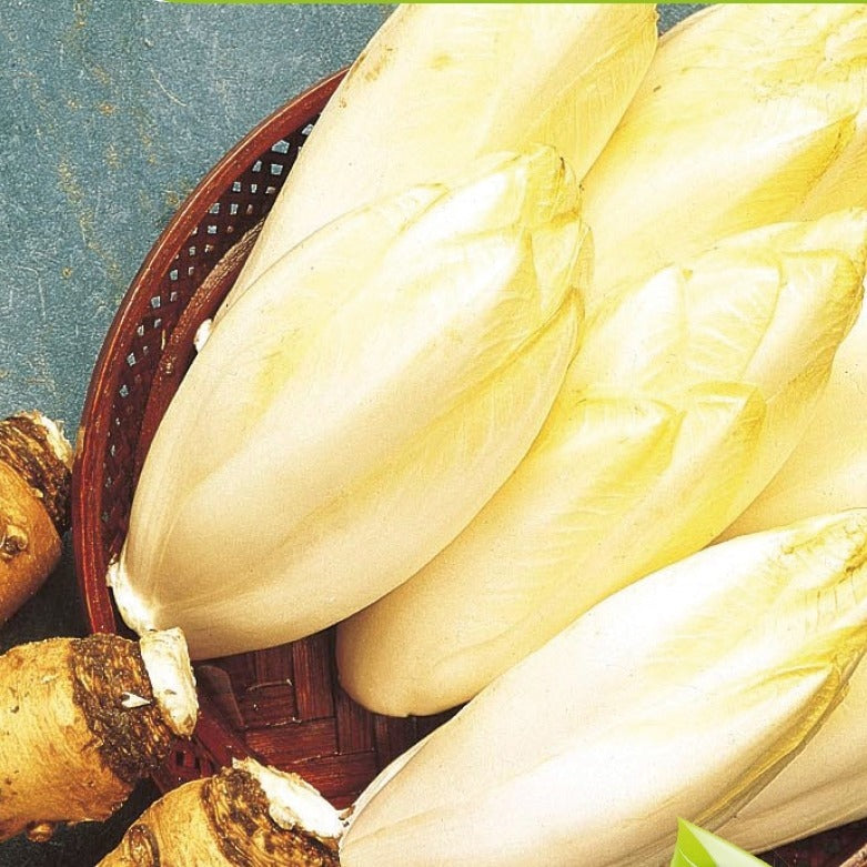 Bakker Chicorée Mechelse Middelvroeg Bio graines endive 0,5g