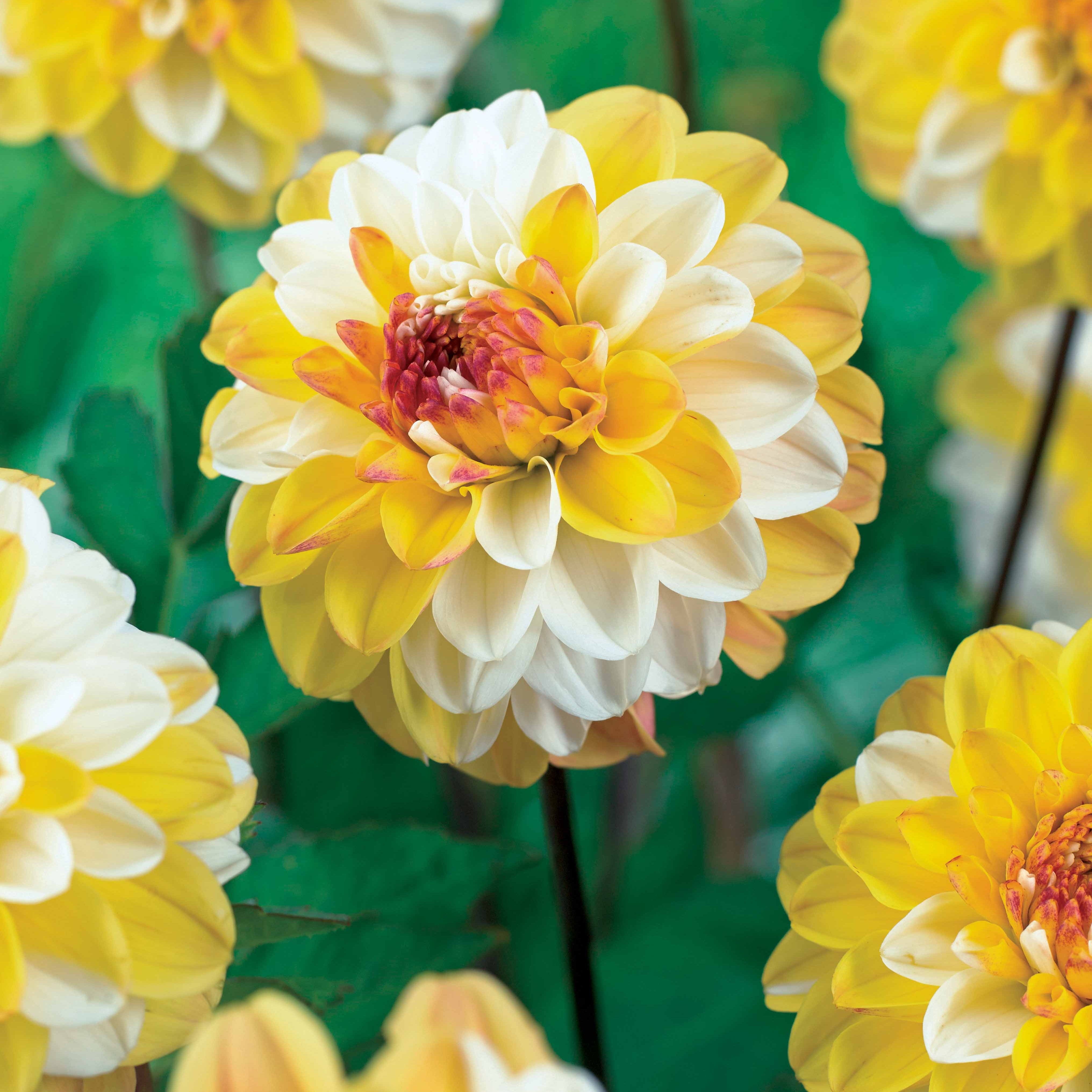 Bakker Bulbes à fleurs Dahlia Double Jill bulbe jaune calibre I