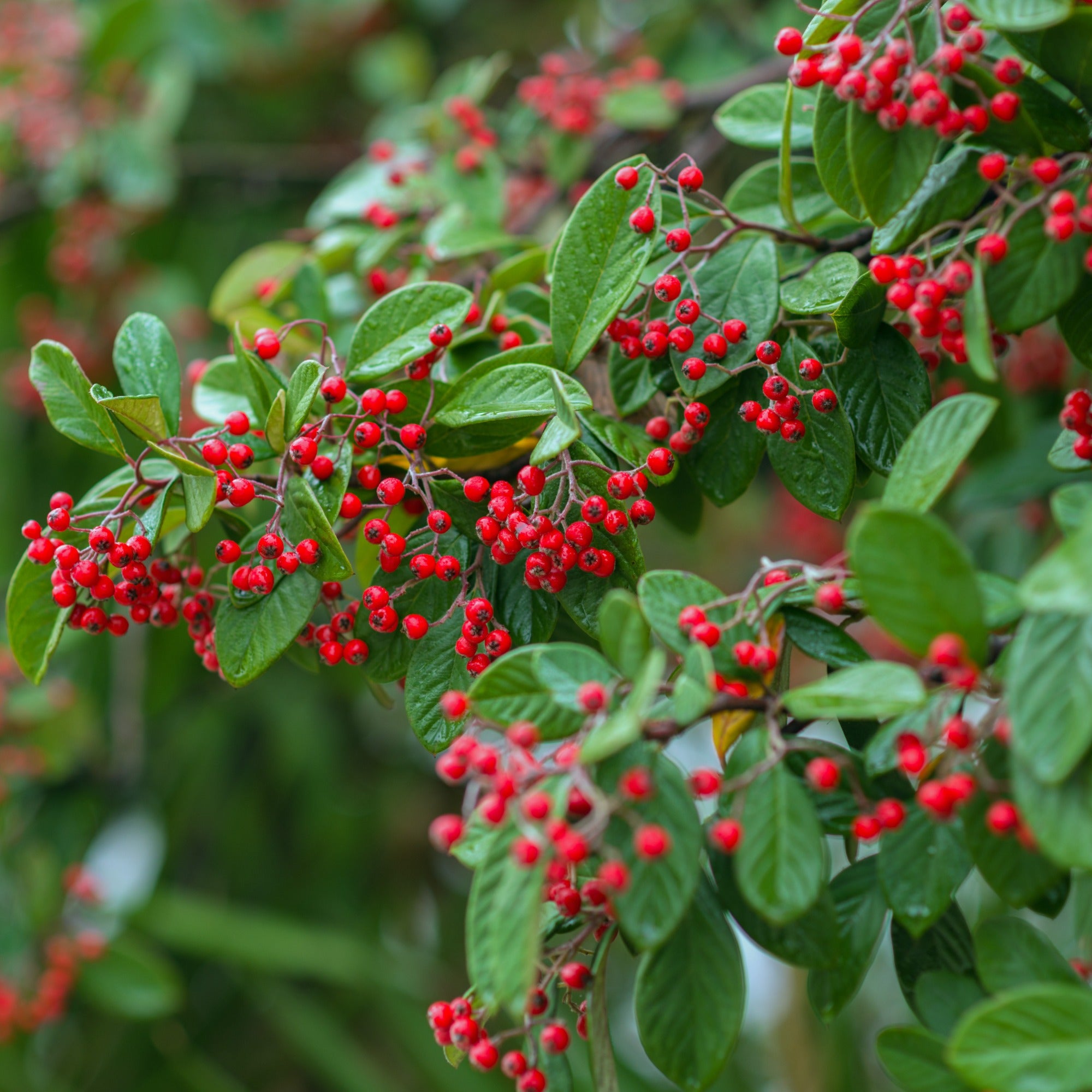 Bakker Cotoneaster Lacteus arbuste persistant pot 8cm haie baies
