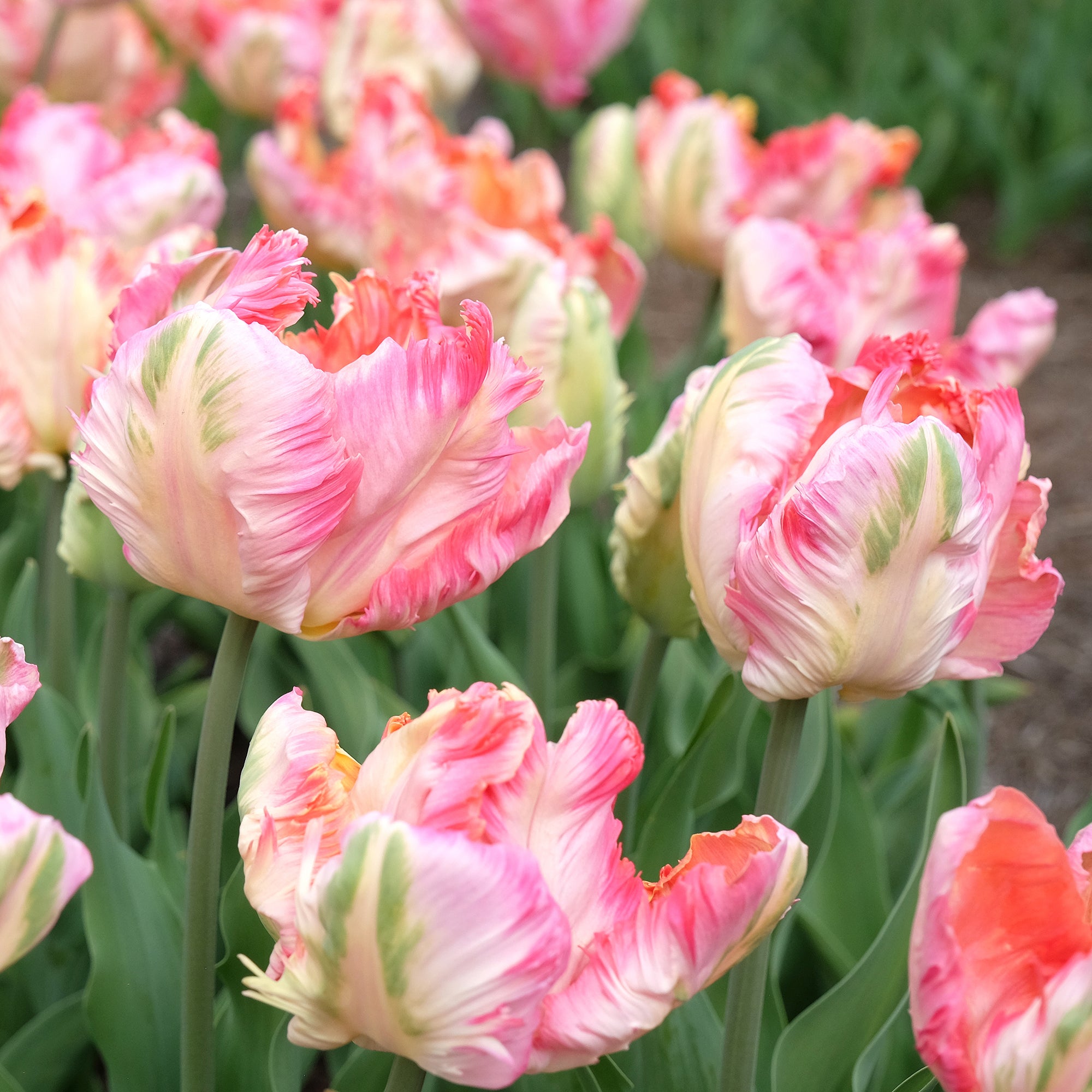 Bakker Pink Vision tulipe perroquet sachet 10 bulbes rose