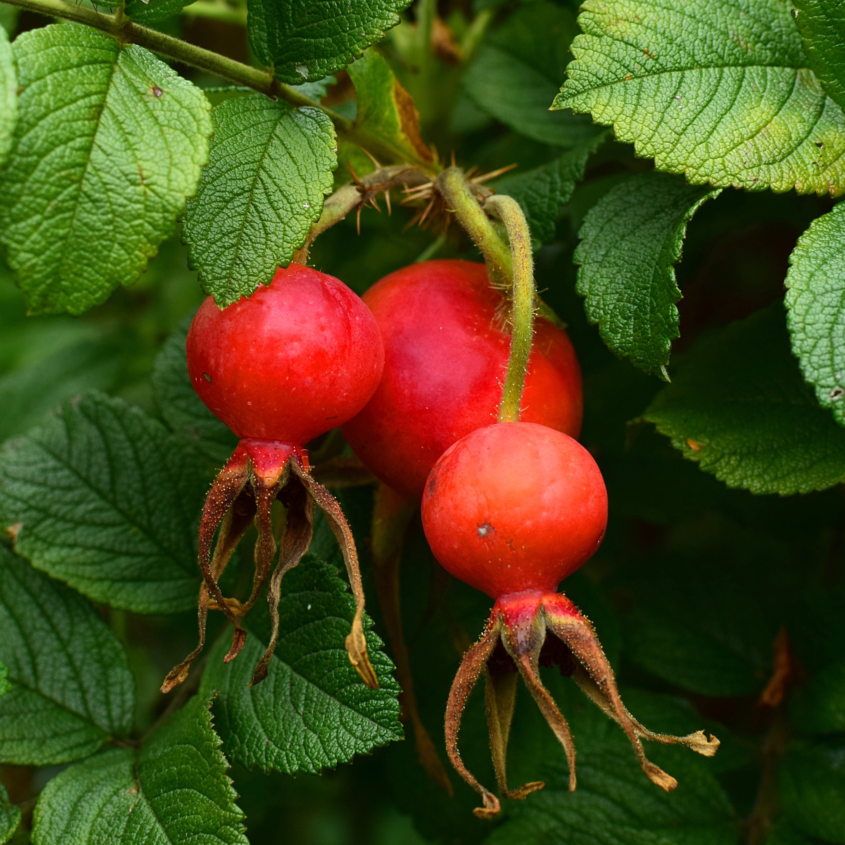 Bakker Rosier Hansa botanique racine nue 2 branches rose parfumé