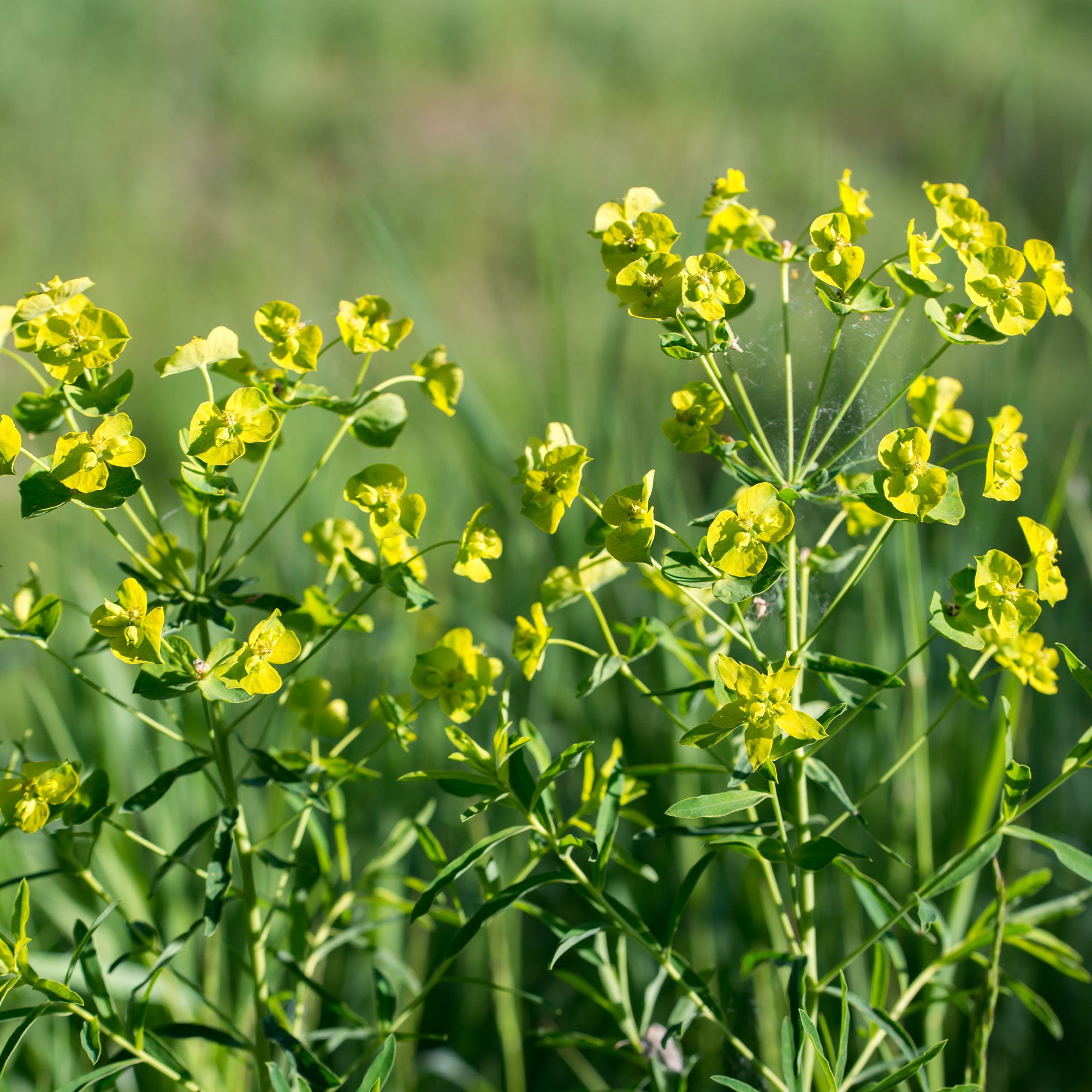 Bakker Plantes Euphorbe Waldstein Betten pot Ø 9cm jaune