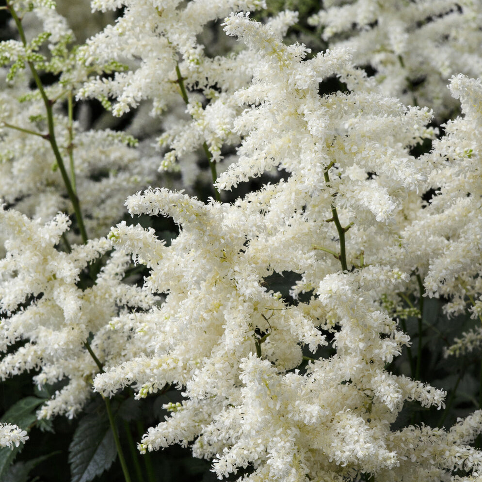 Bakker Astilbe Brautschleier vivace blanche pot 9cm