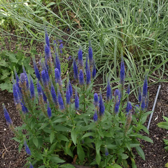 Passion Vivaces Veronica Spicata Royal Candles véronique pot 1L