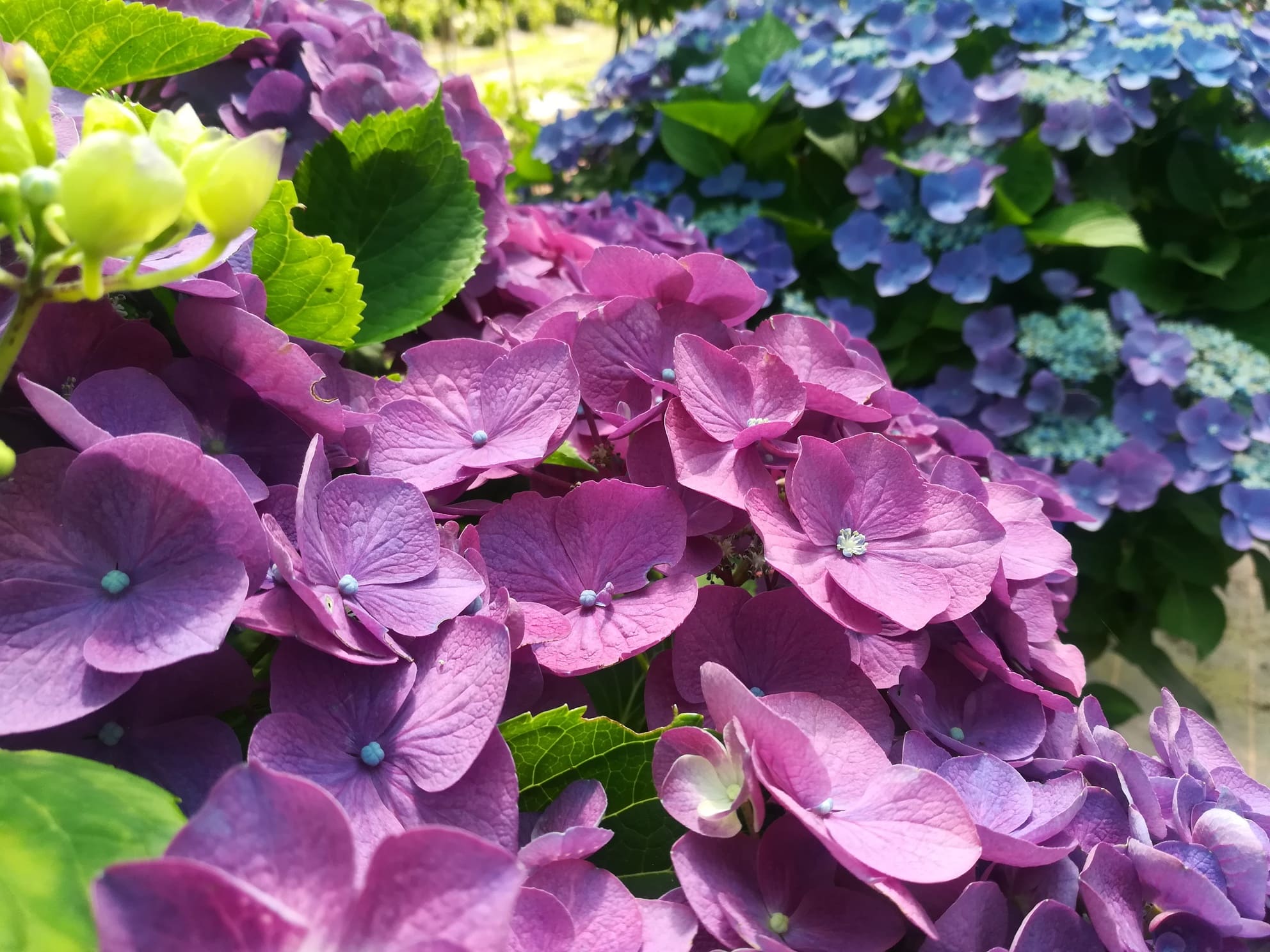 Constellation Hydrangea macrophylla hortensia fleurs rondes