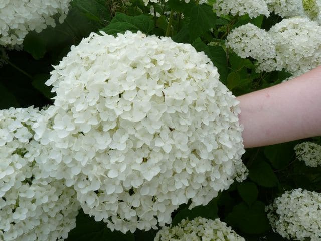 Les Hortensias du Haut Bois Annabelle hortensia blanc rond godet