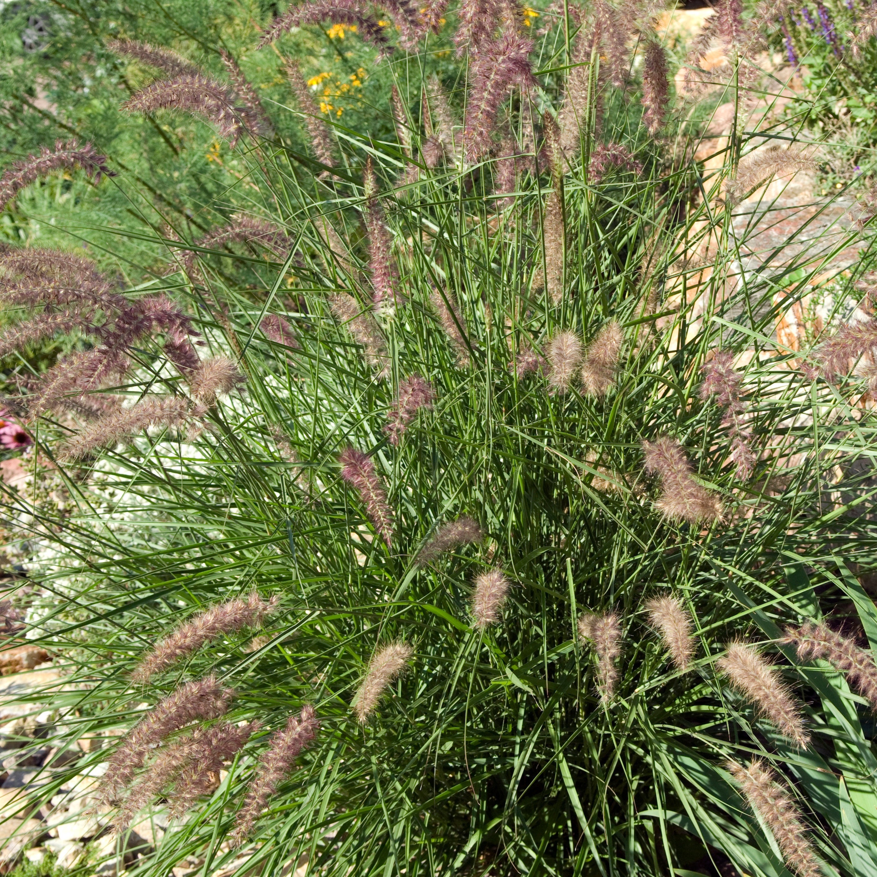 Bakker Plantes Pennisetum orientale pot 8cm graminée rose