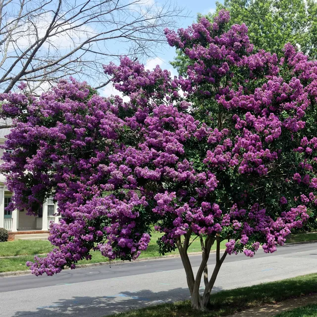 Bakker Lilas des Indes violet Lagerstroemia pot Ø15cm été