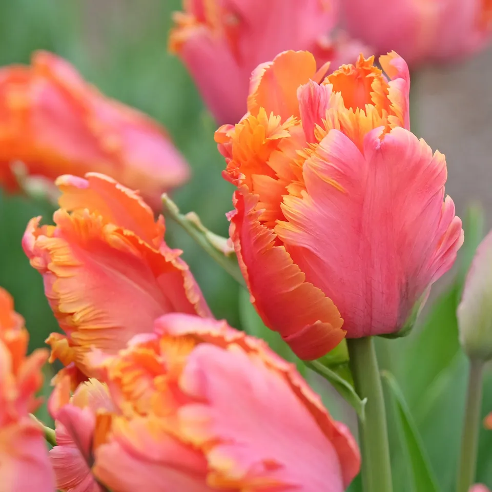 Bakker Tulipes perroquet Amazing Parrot sachet 7 bulbes roses