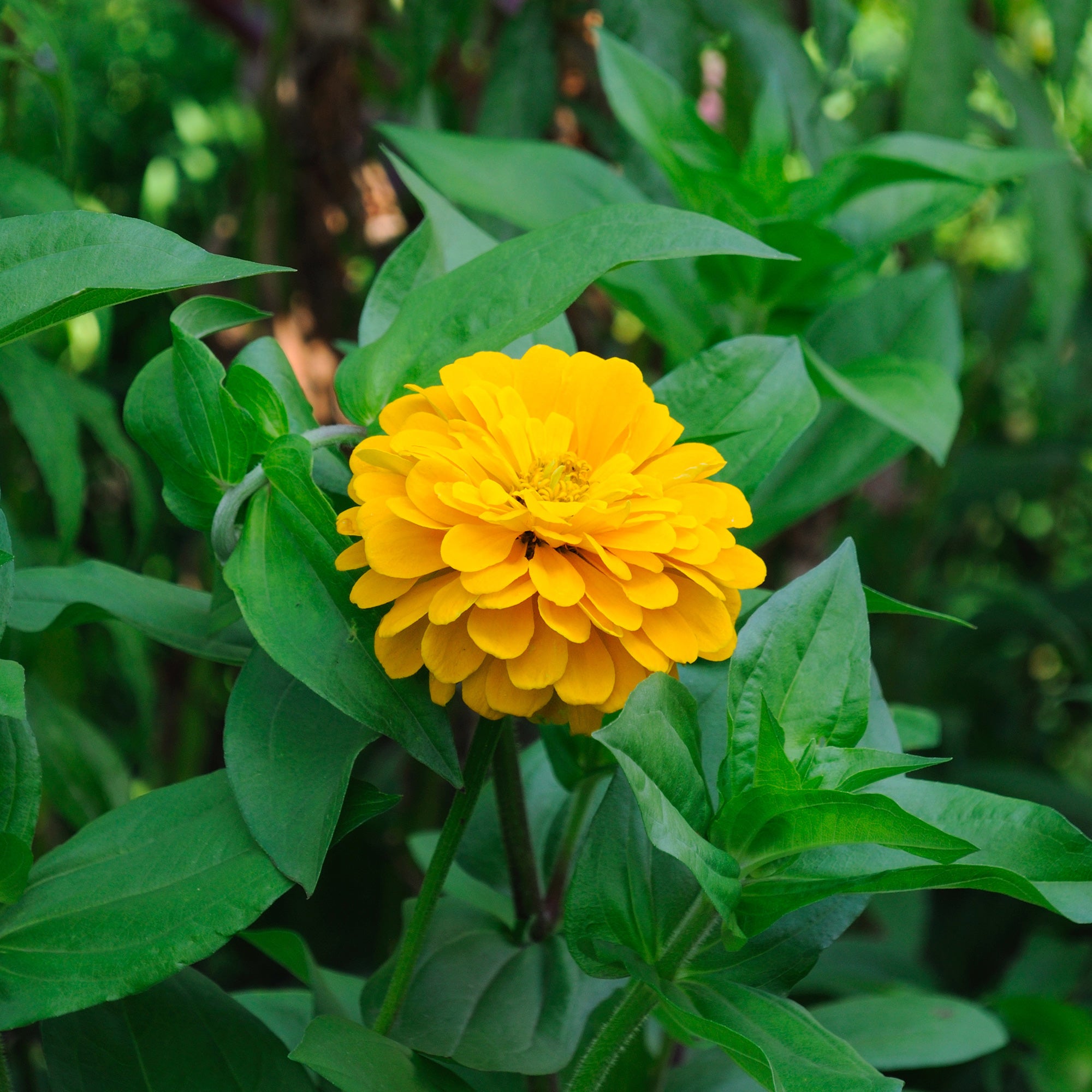 Bakker Zinnia jaune annuelle pot Ø10,5cm 90cm