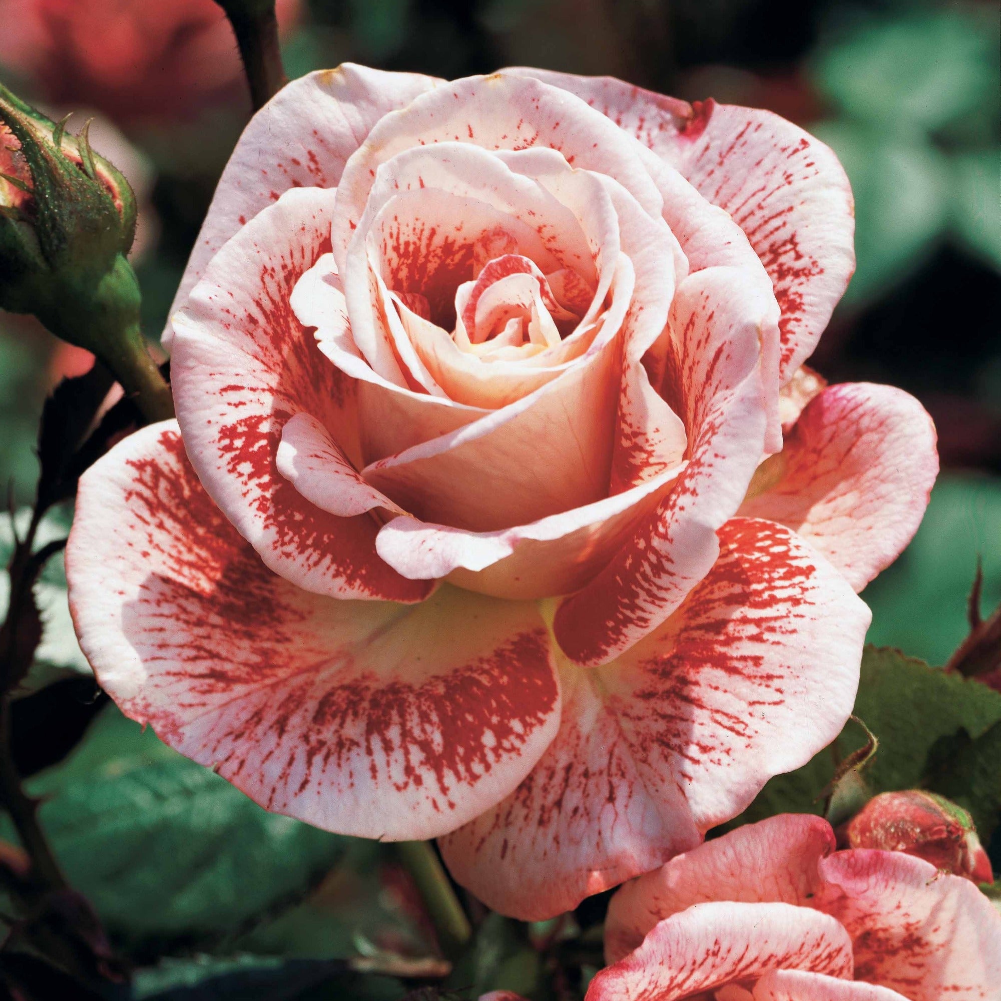 Bakker Rosier Famosa buisson motte rouge parfumé ADR