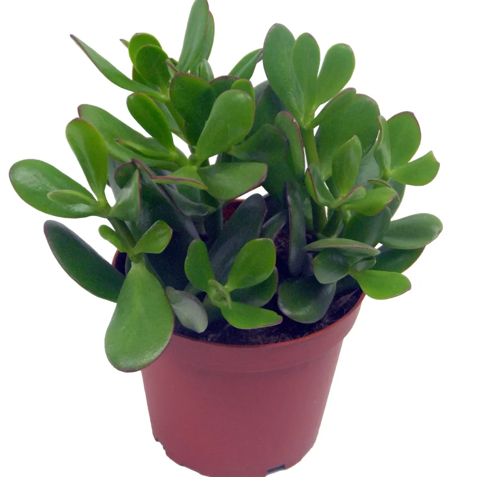 Bakker Crassula Ovata Argentea succulente 2 pots Ø12cm